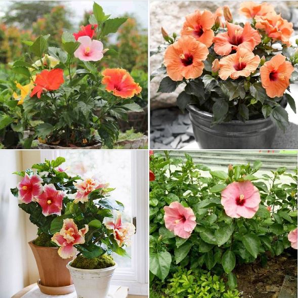 Hạt giống hoa dâm bụt lùn Thái Mix màu 10 hạt/gói