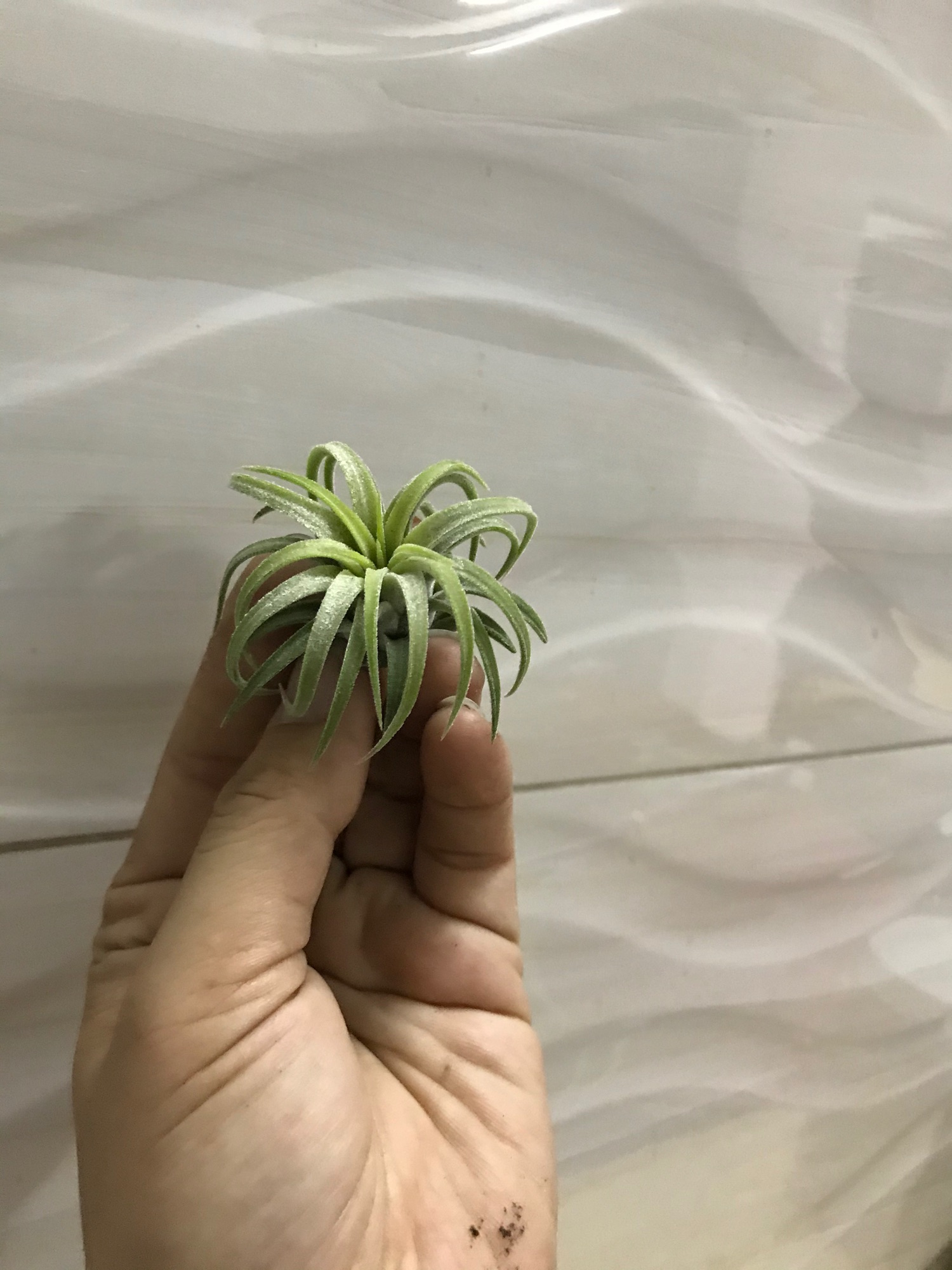 Cây không khí ionnantha curly medium