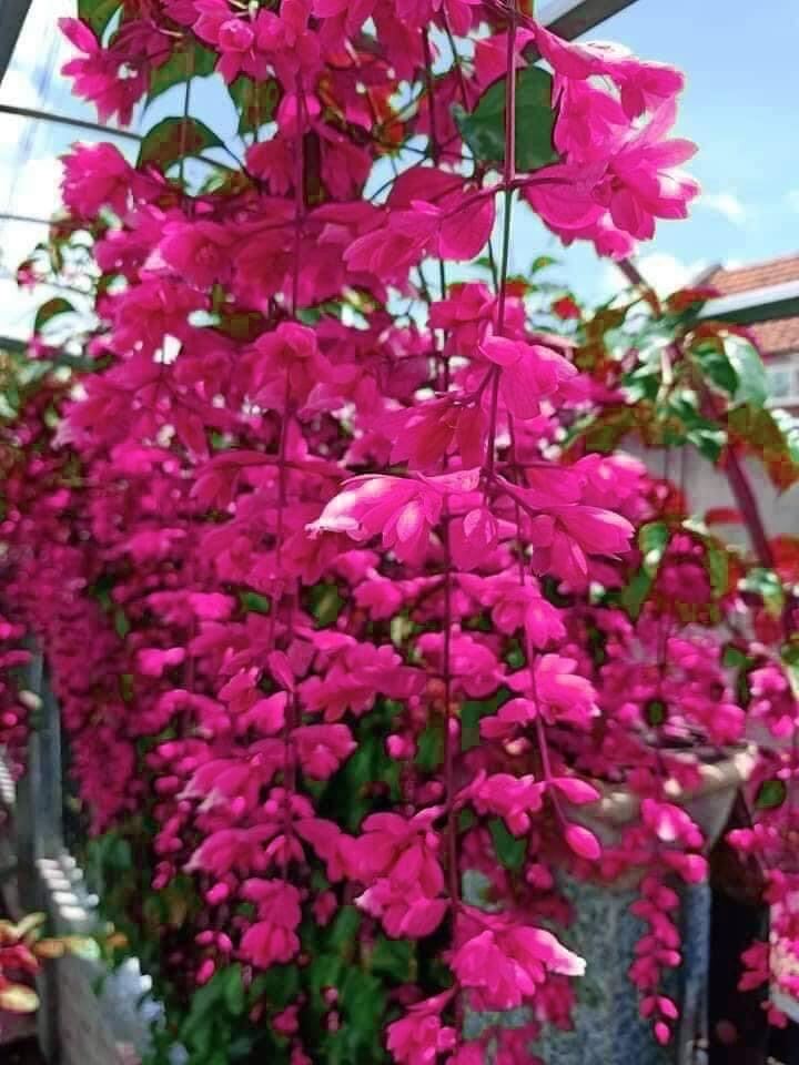 Cây giống hoa lan hoàng dương