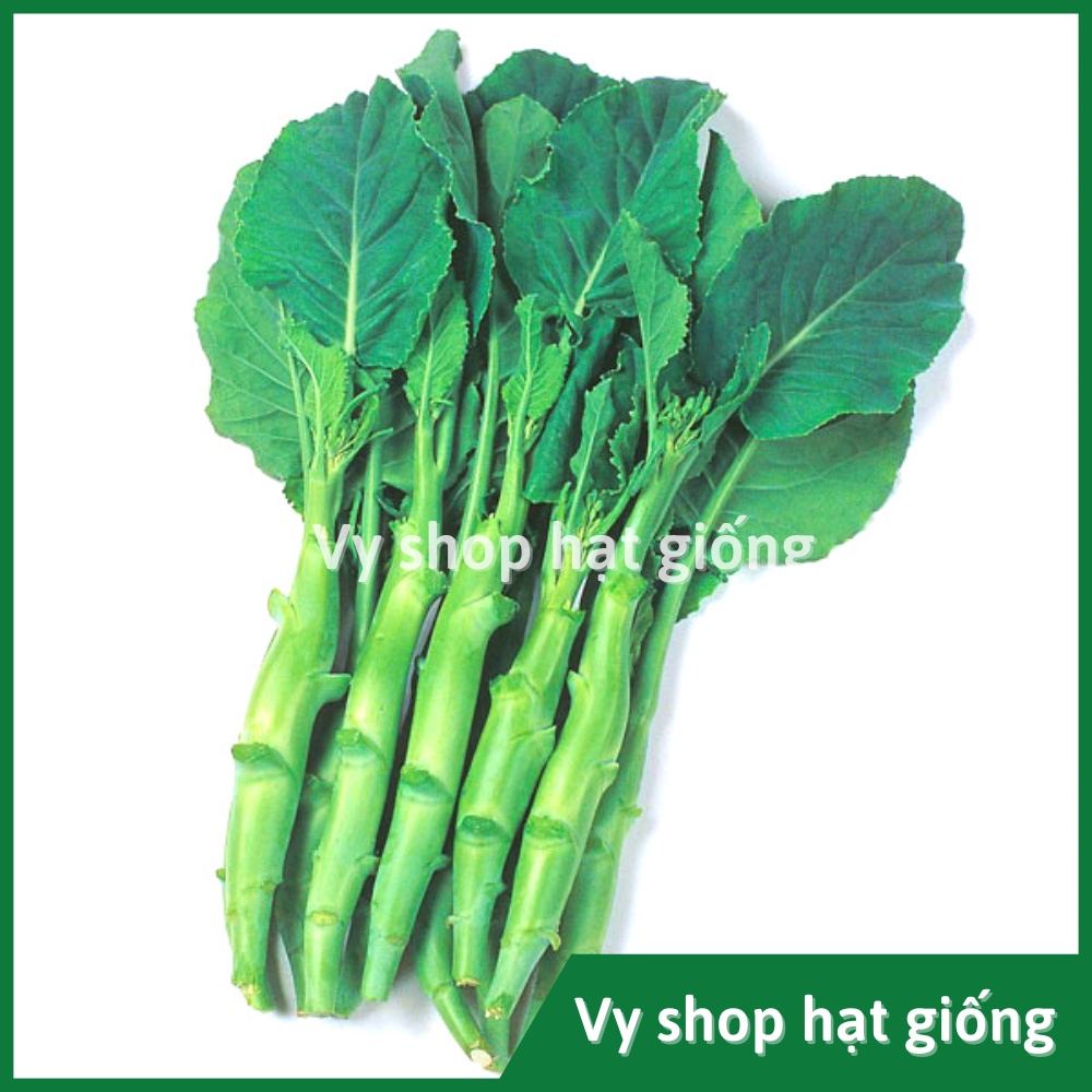 Hạt giống cải làn (cải rổ) thân mập Thái Lan gói 1100 hạt
