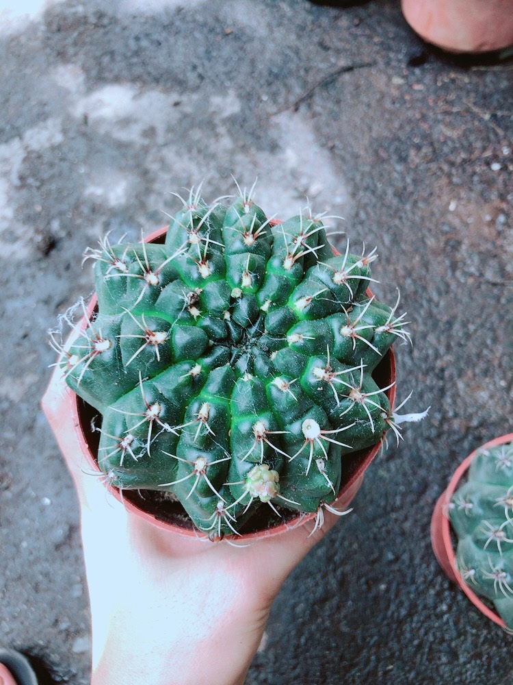 Xương Rồng Thần Long Size Lớn