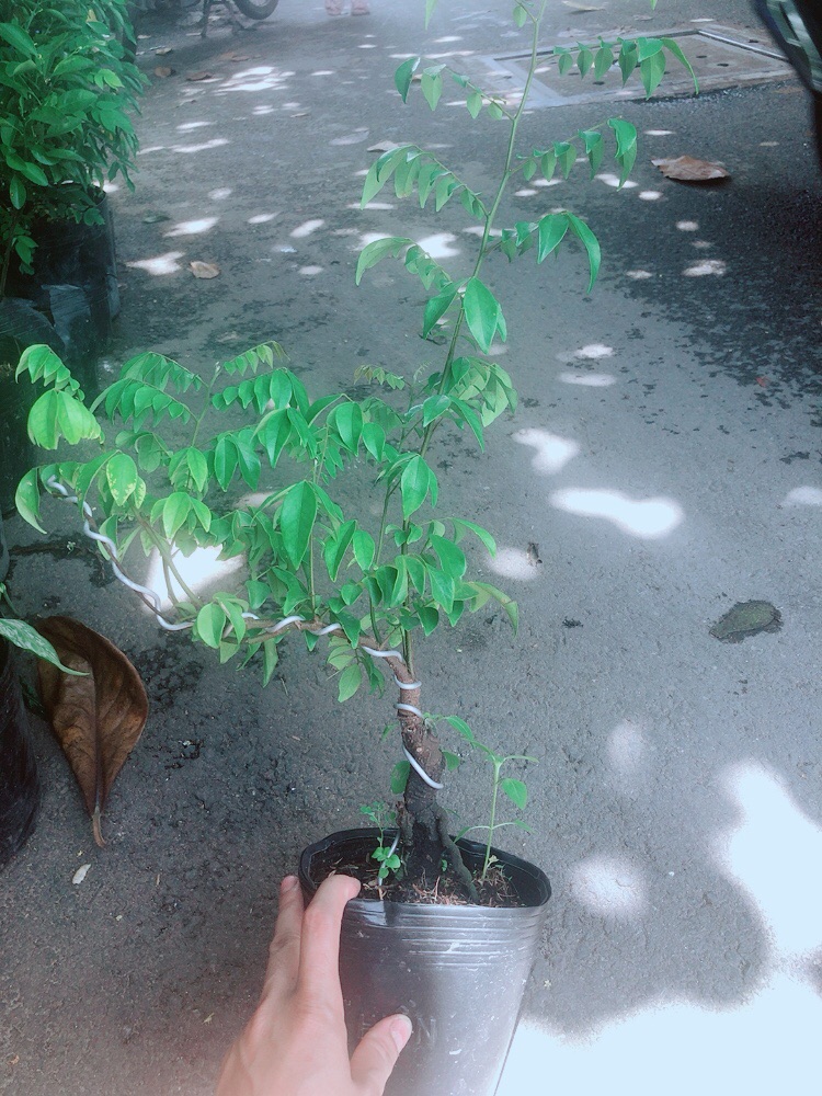Cây Khế Bonsai