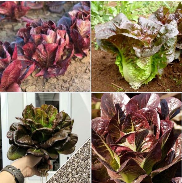"gói 0.2gr-140"hạt giống xà lách romaine đỏ