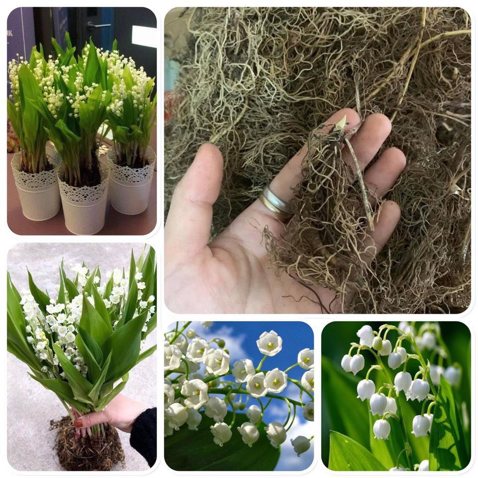 Bộ 3 củ giống hoa linh lan trắng - 3 củ