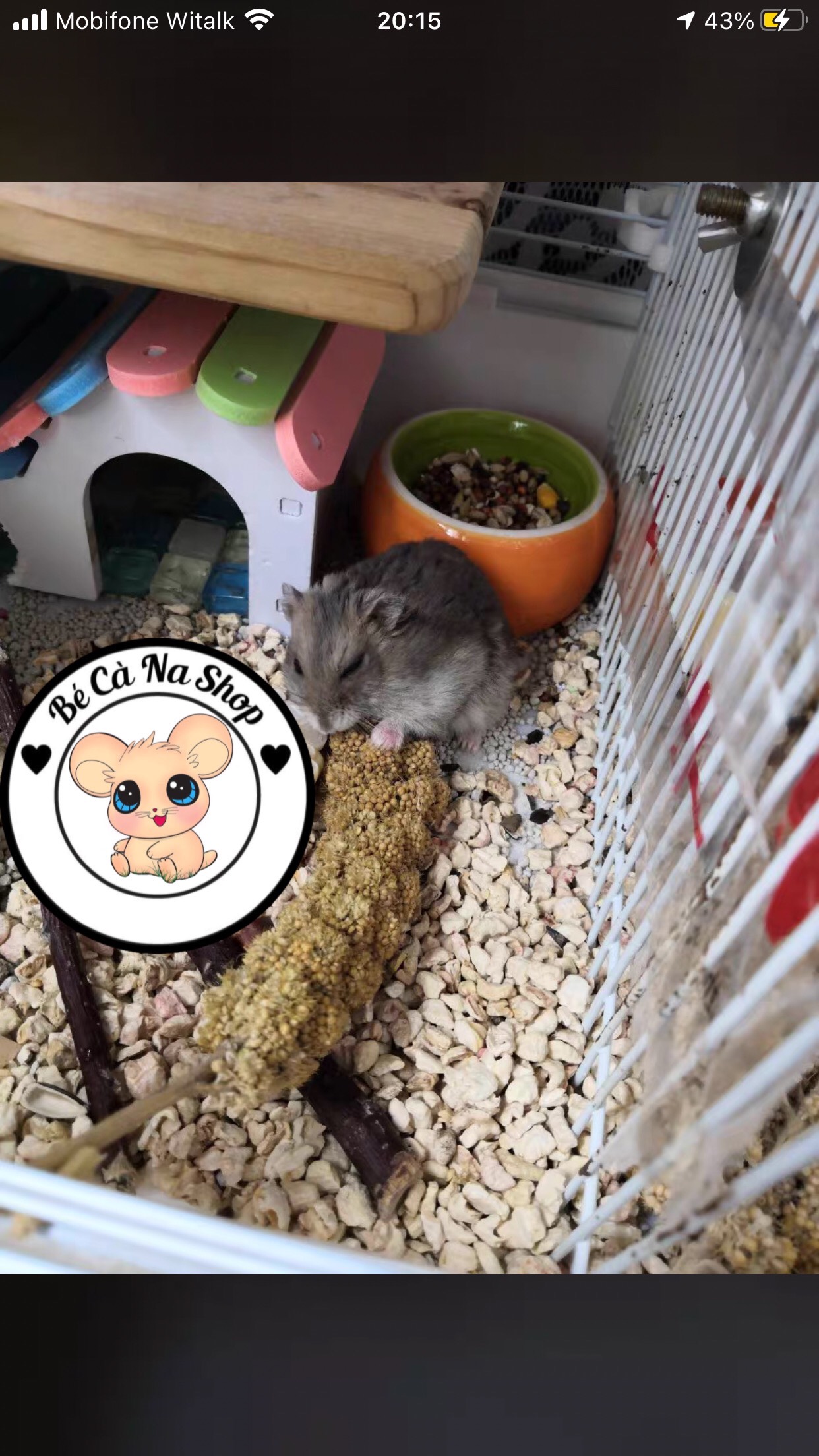 kê chùm gò công cho hamster ,chim , vẹt vv..