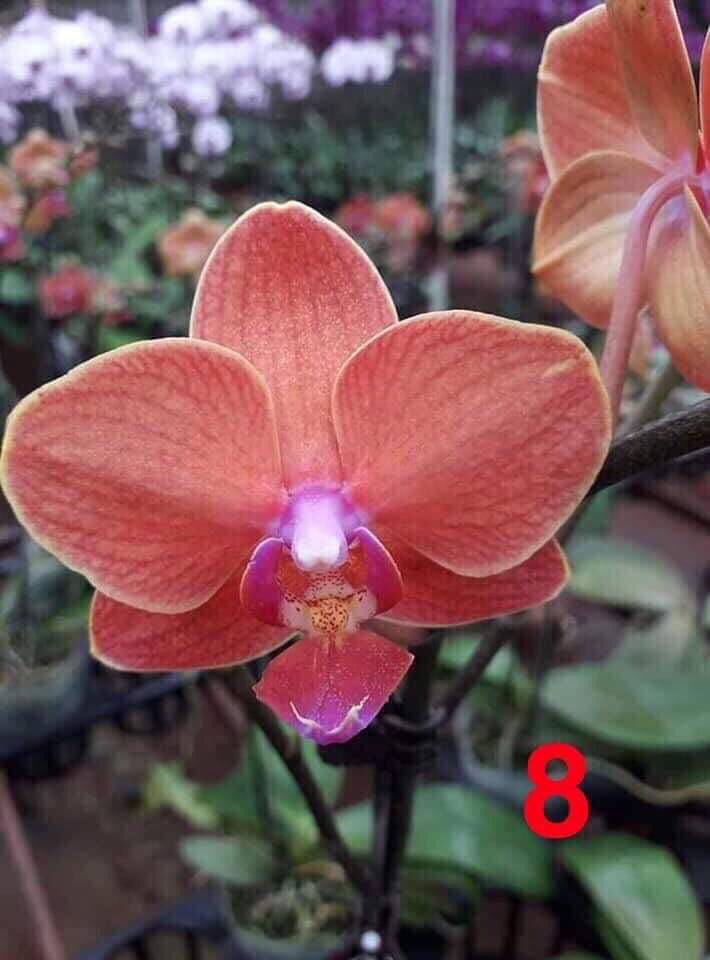 hồ điệp đại