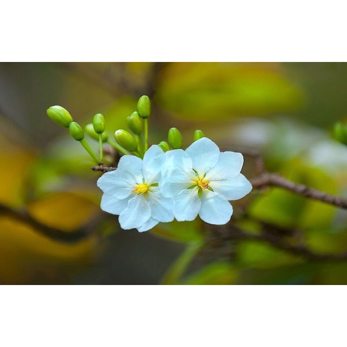 Cây giống hoa mai trắng giống nhanh ra hoa
