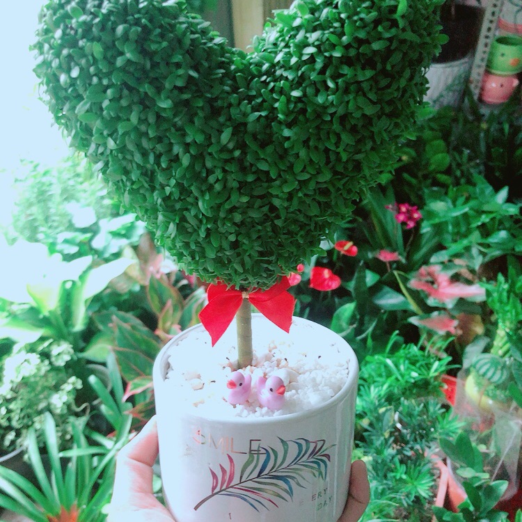 Chậu may mắn tài lộc trái tim