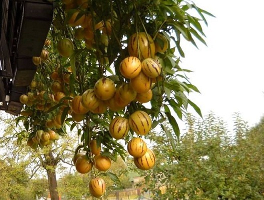 Hạt giống dưa pepino mỹ gói 4 hạt f1 mỹ - tặng kèm 4 viên nén ươm hạt