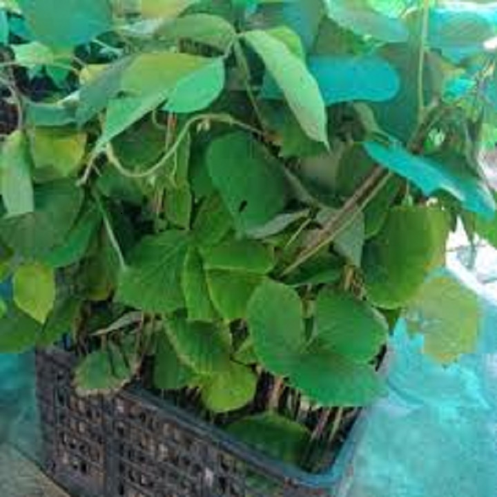 CÂY GIỐNG SẮN DÂY TA CAO SẢN