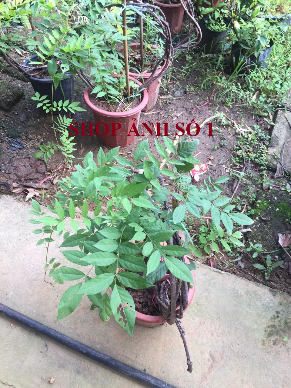 Vòng cây hoa TỬ ĐẰNG hoa tím lớn xanh mướt, gửi đi nguyên chậu, nguồn gốc nhật bản