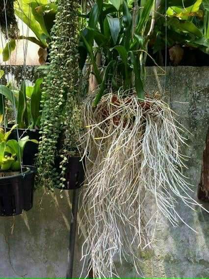 Thuốc kích thích ra rễ cho cây trồng