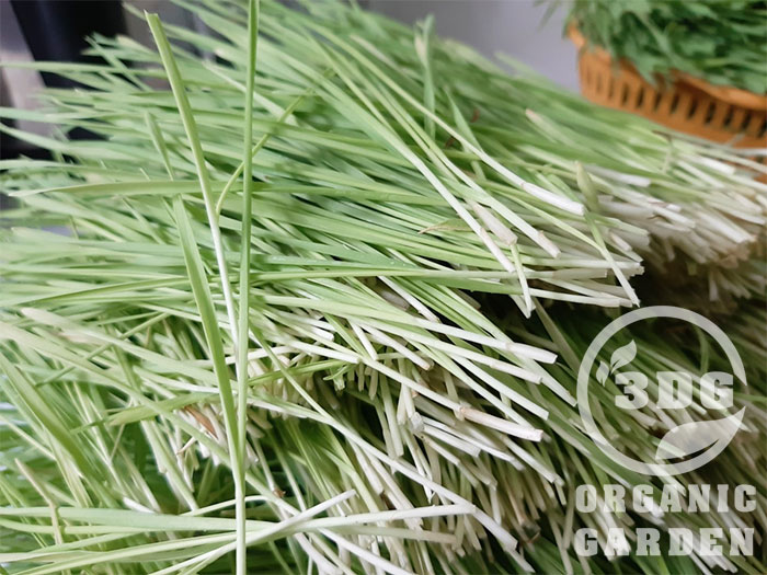 0.5KG HẠT GIỐNG CỎ LÚA MÌ ITALY MẦU TRẮNG