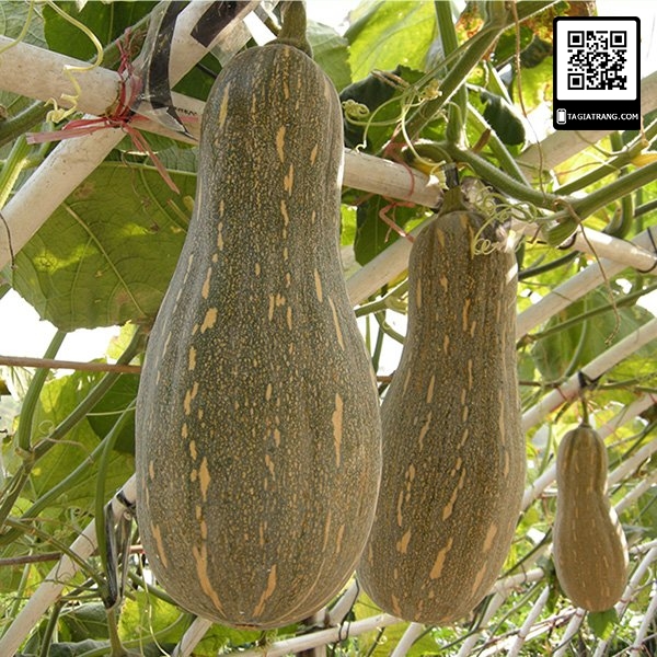 Hạt giống bí hạt đậu (bí đỏ hồ lô) quả dài F1