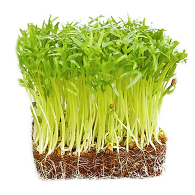 Hạt giống rau mầm rau muống Thái Lan 50g