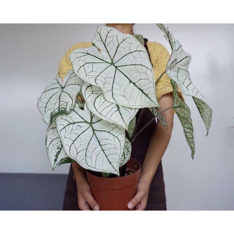 [Mã INCUBACK0608 hoàn 15K xu đơn 50K] Củ môn trắng - caladium white christmas