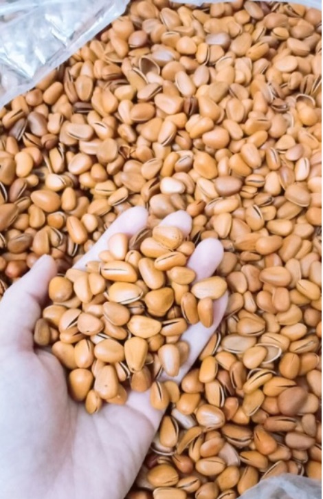 Hạt thông Mỹ 500g ngon