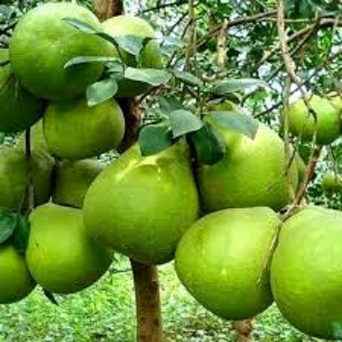 CÂY GIỐNG BƯỞI DA XANH
