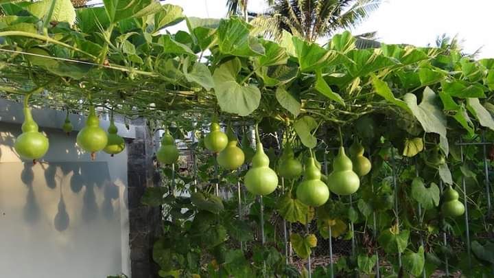 HẠT BẦU HỒ LÔ 10 hạt