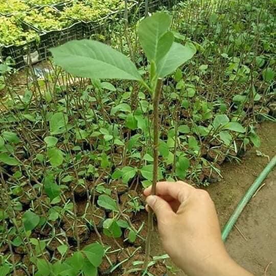 Cây giống hoa mộc lan