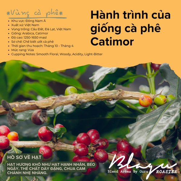 Cà Phê Blagu Hạt Đã Rang Arabica Cầu Đất  100% Arabica  Medium Roast  Túi 250g,500g,1kg