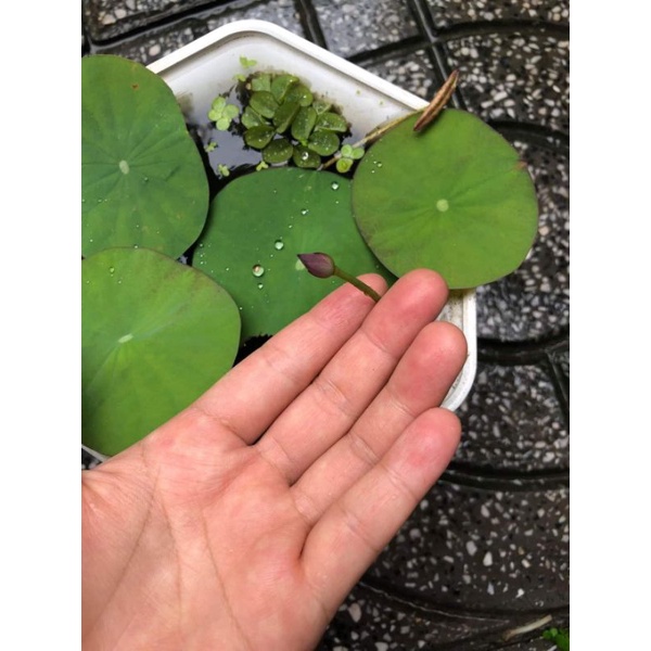 Củ sen giống MiNi Nhật siêu nụ( Cung đình hồng, trắng kép,vàng chanh)