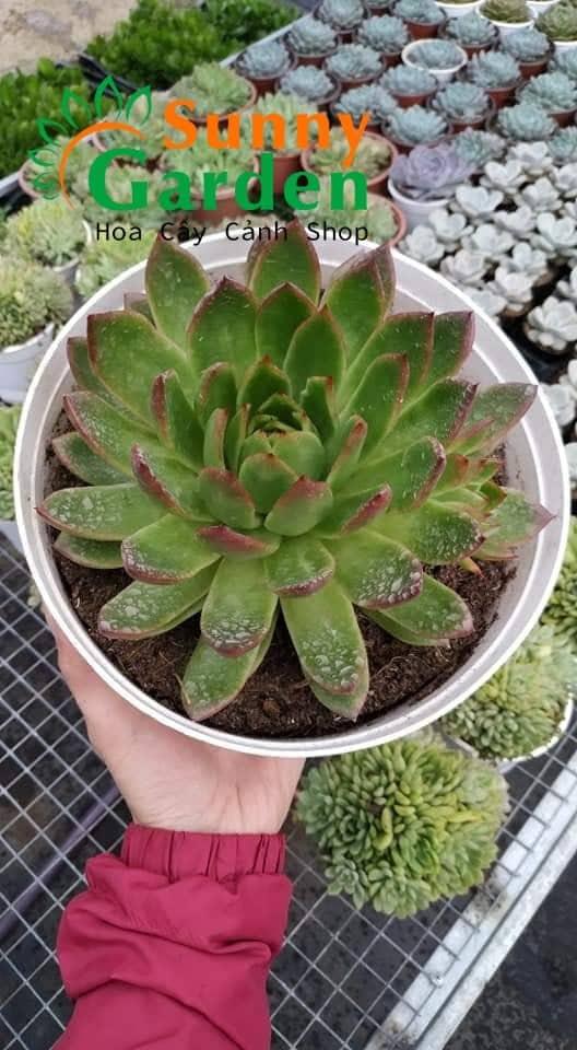 Sen Đá Xanh Viền Đỏ Chậu Trung