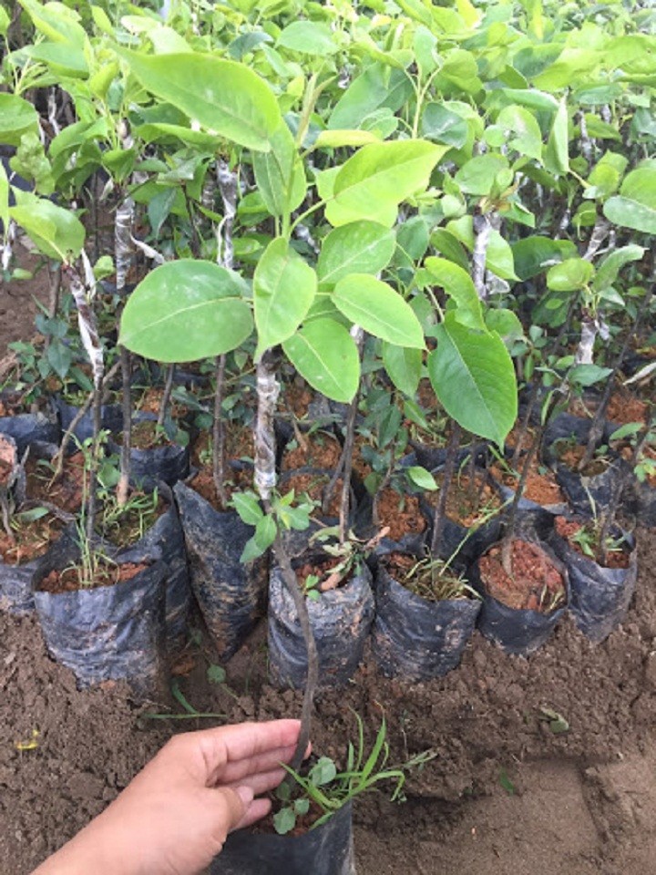 Cây lê giống nâu - C0023