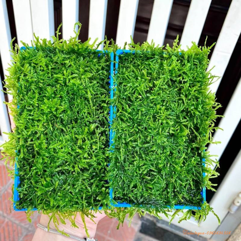 Rêu Java Vỉ 14x8 (Cây Thủy Sinh gắn giá thể)
