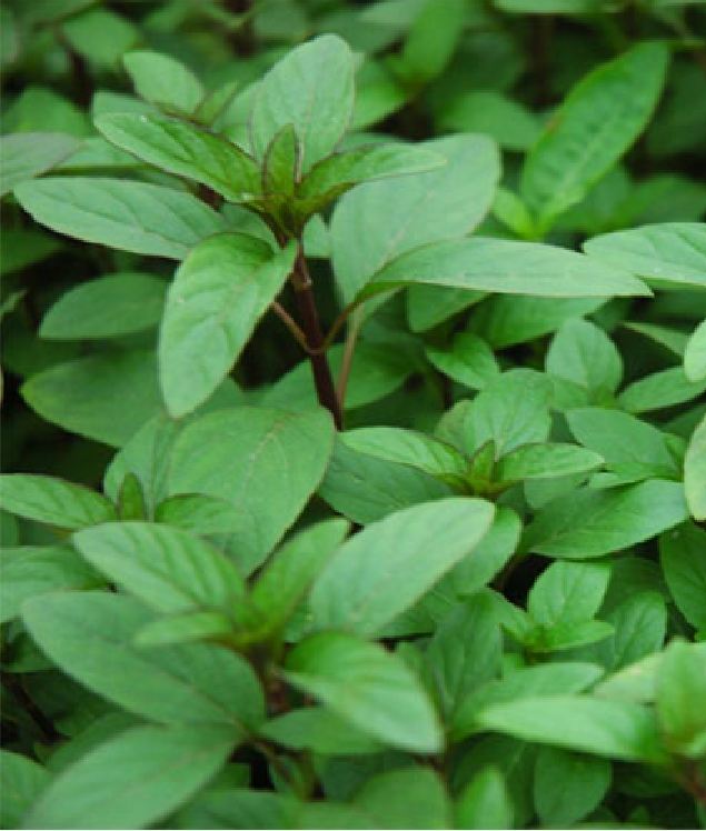 Hạt Giống Rau Húng Quế - Gói 2gram - VTNN2