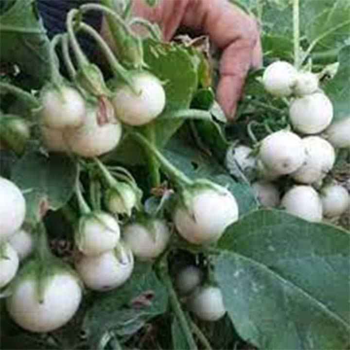 Hạt giống cà pháo trắng 50 hạt