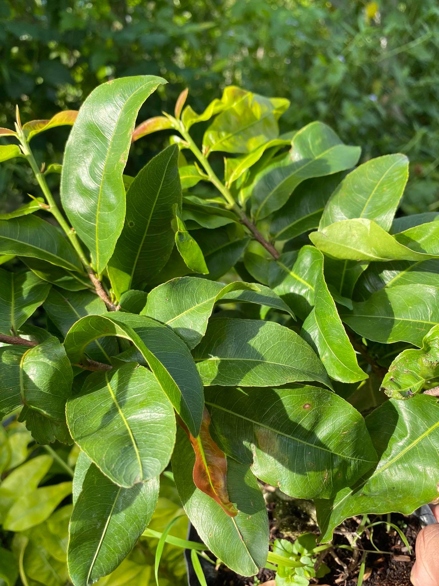 Hoa Mai Ngự Sử ( cây giống ghép)