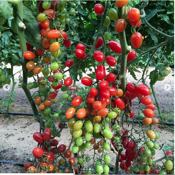 [HCM]Cà chua cherry đỏ