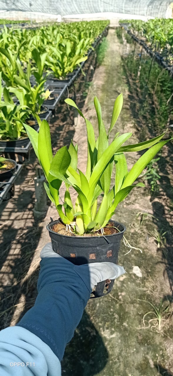 Chậu cây lan Vũ Nữ Vàng - dễ trồng, siêng hoa