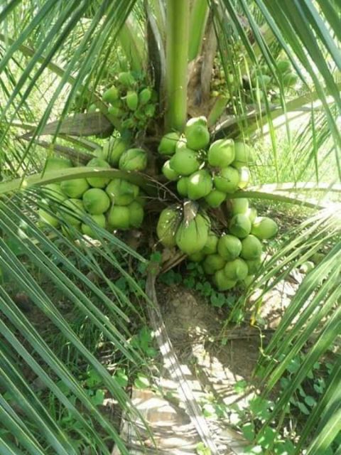 Dừa dâu (dừa chùm)