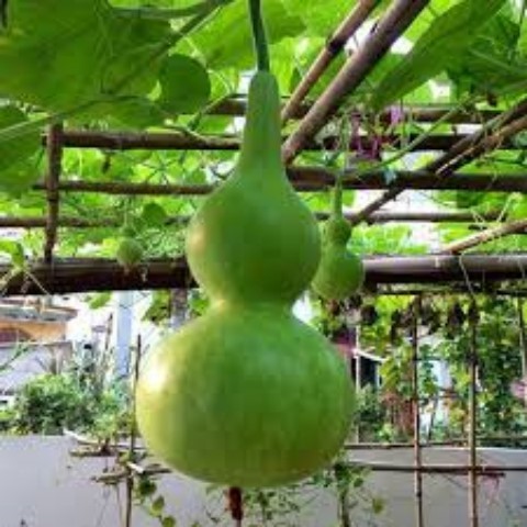 Bộ 2 Túi Hạt Giống Bầu Hồ Lô. Mỗi Túi 10 Hạt - Loại Dễ Trồng - Giá Khuyến Mại .