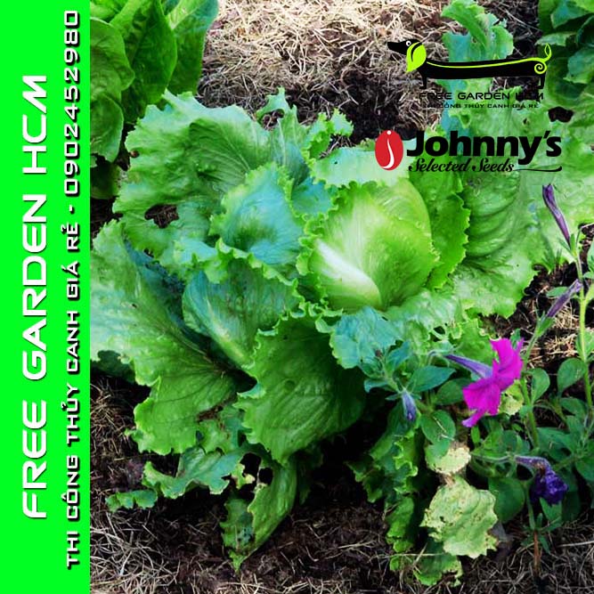 COMBO 100 HẠT GIỐNG XÀ LÁCH BỌC MEN CRISPINO – Johnny’s Seed – Mỹ