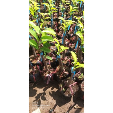 CÂY GIỐNG MÃNG CẦU XIÊM THÁI  SIÊU TRÁI TRÁI TO