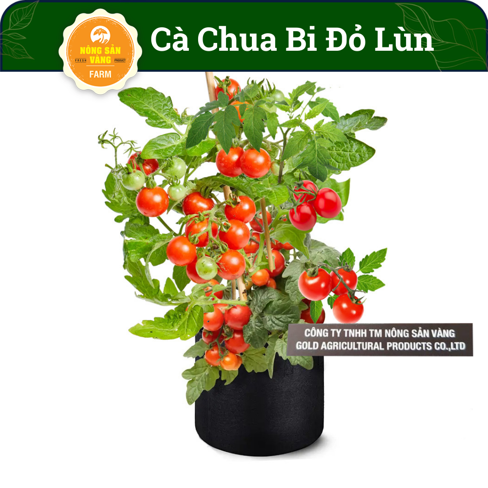 Tomato seeds Red Dwarf ultra-left, easy to grow (pack 30 seeds)-shallow gold