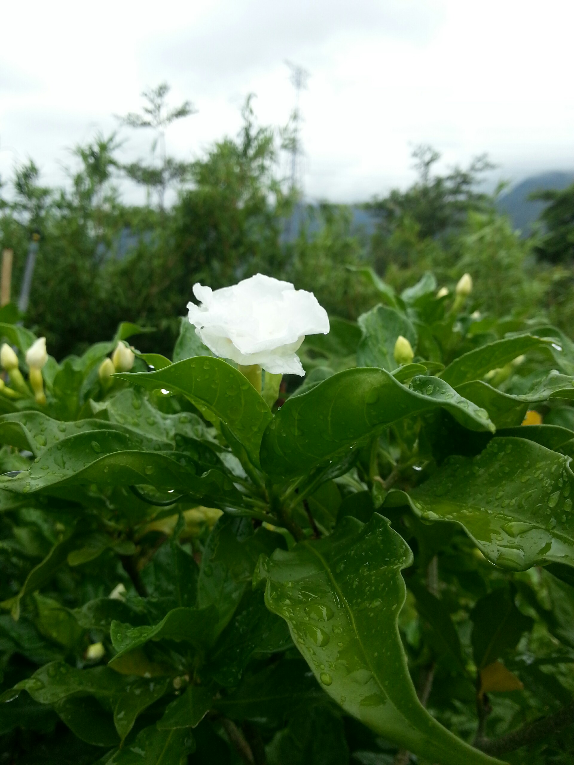 Cây Hoa Lài Tây