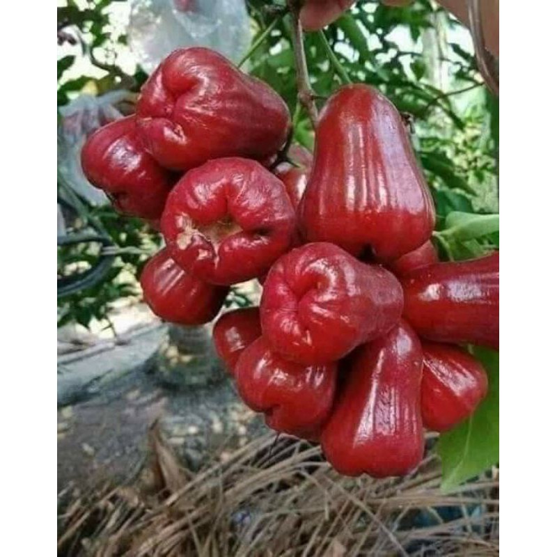 Giá Gốc - Cây roi đỏ (mận an phước) không hạt