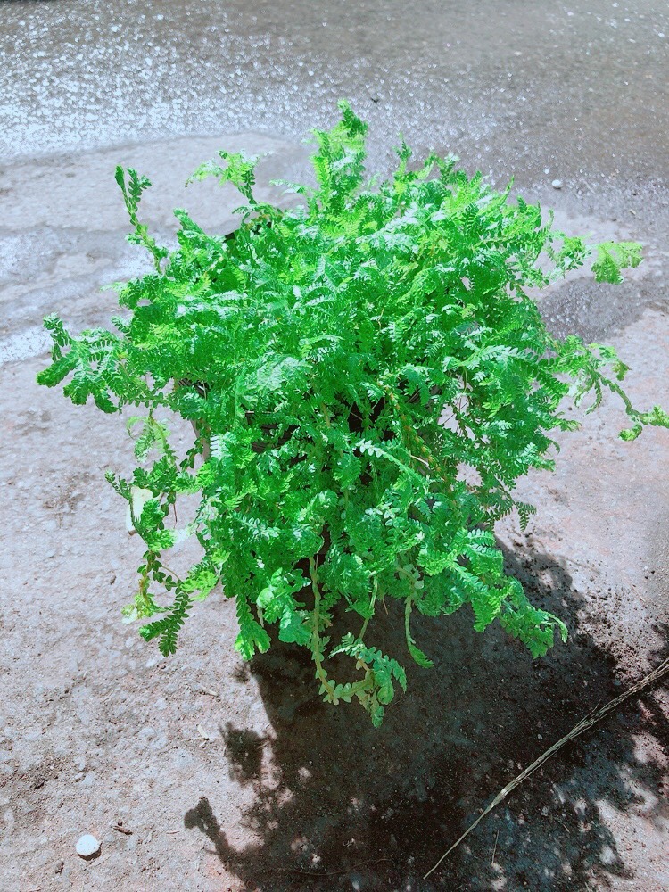 Cây Rêu Lọc Không Khí