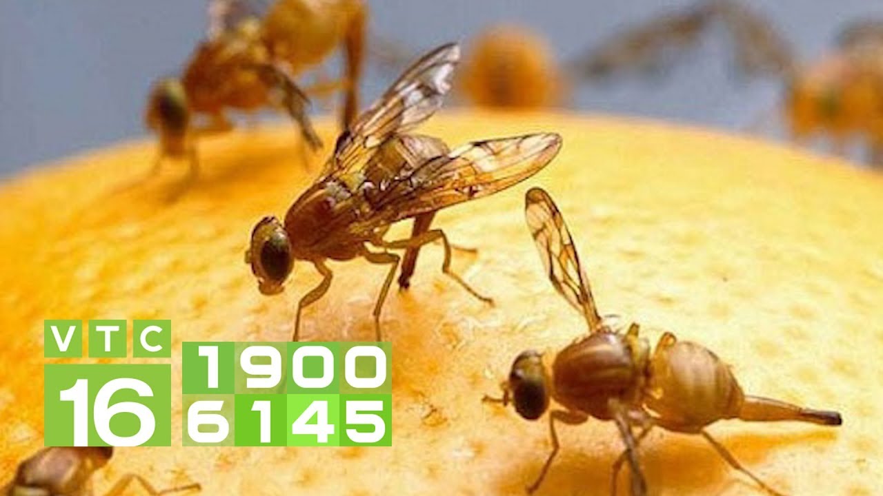 dẫn dụ diệt ruồi vàng đục trái VIZUBON-D 10ml