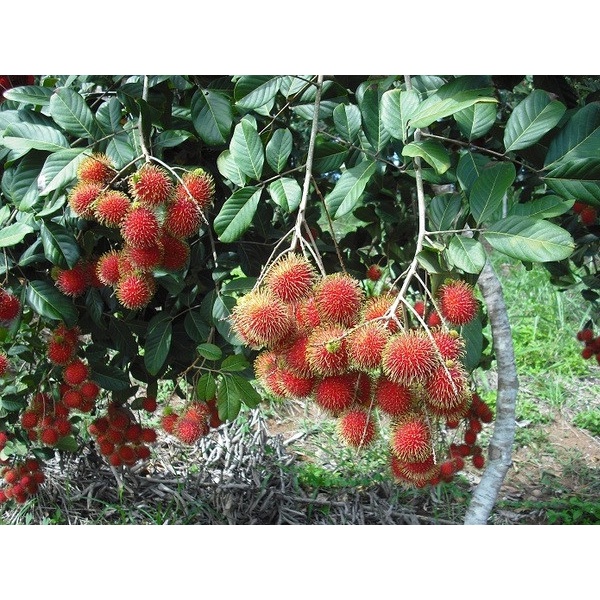 Cây Giống Chôm Chôm Thái Cao 70cm-80cm