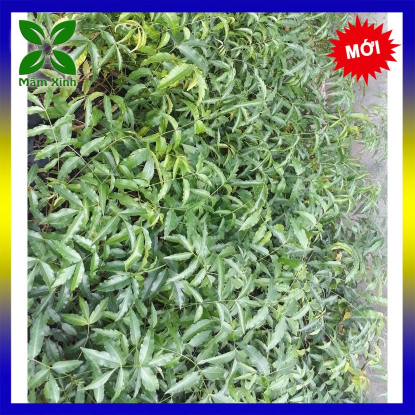 Cây Sầu Đâu Giống