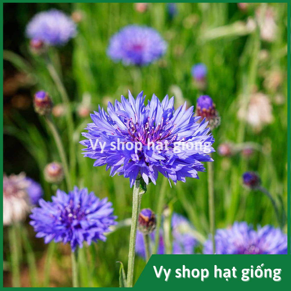 Hạt giống hoa thanh cúc (cúc ngô) - Centaurea Cyanus gói 100 hạt