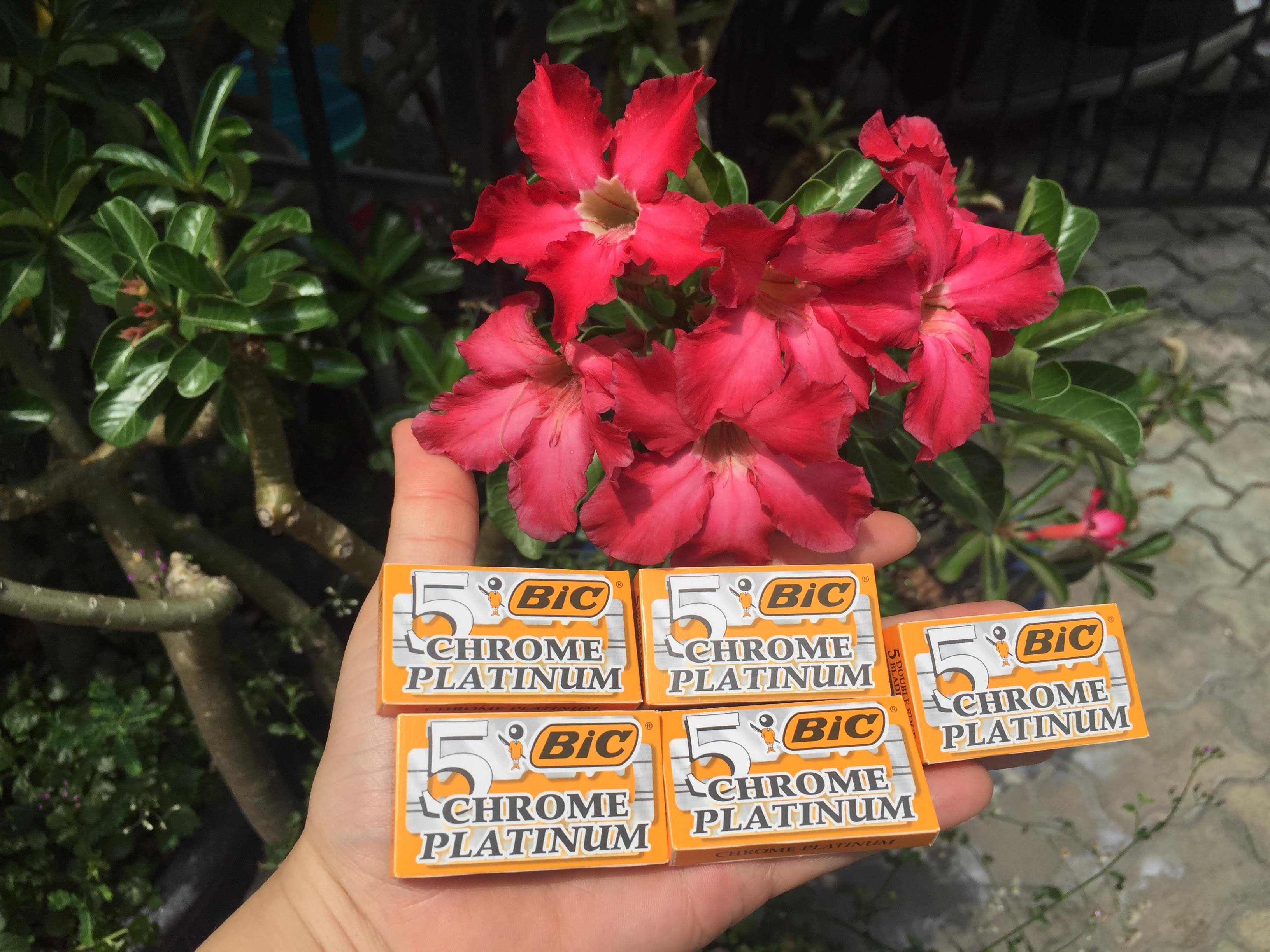5 hộp dao lam Bic siêu bén siêu bền 25 lưỡi