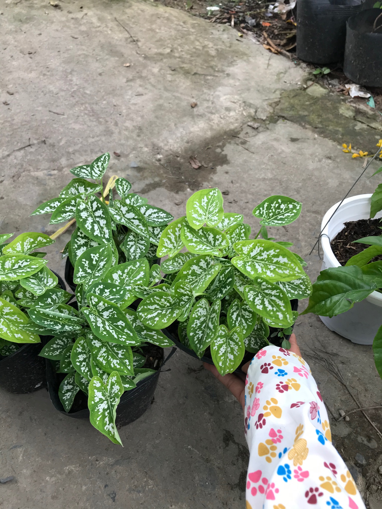 Môn cảnh xanh + tang phan bon
