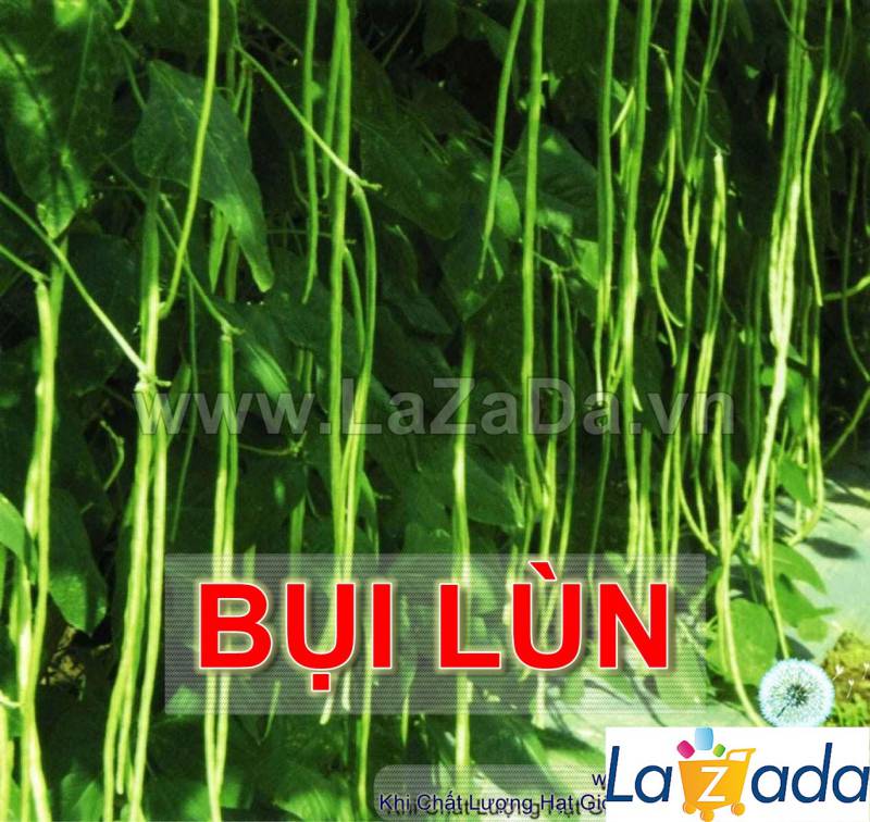 20Gr Hạt Giống Đậu Đũa Bụi (A5.304| G2*W23)