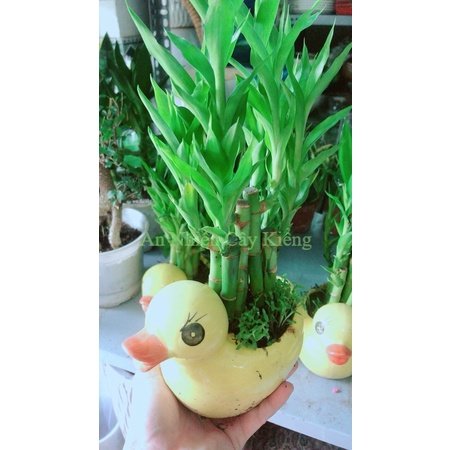 Chậu Cây Trúc Phát Tài